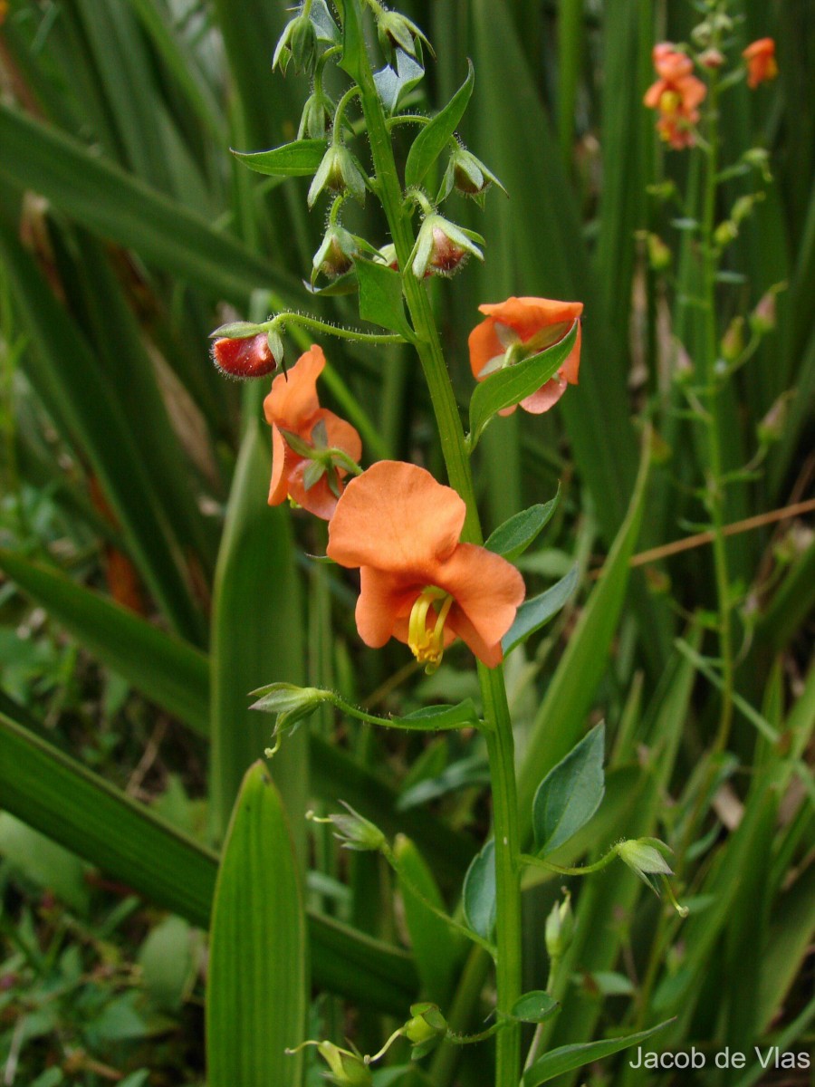 Alonsoa meridionalis (L.f.) Kuntze